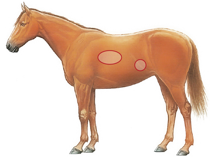 BCS an Brustwand und Flanke des Pferdes messen